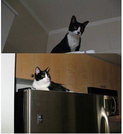 Gato na geladeira