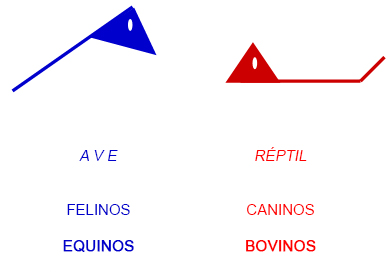 Classificação Sensorial - Cavalo Holístico