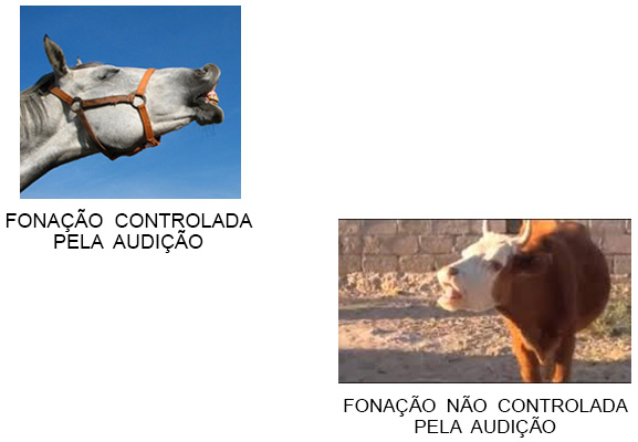 Percepção