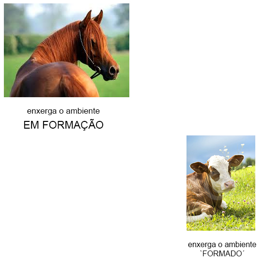 Enxerga o ambiente em formação