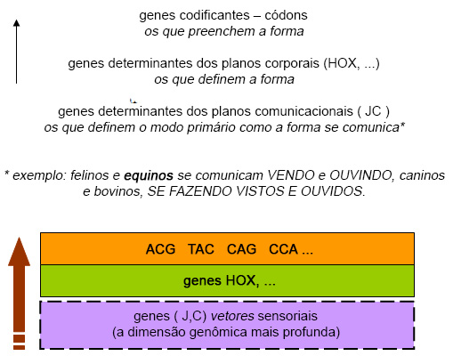 Genes cavalo